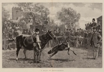 A Sale of Shorthorns